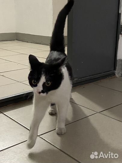 Котенок (девочка)