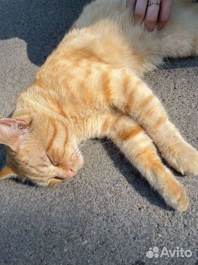 Котик в добрые руки