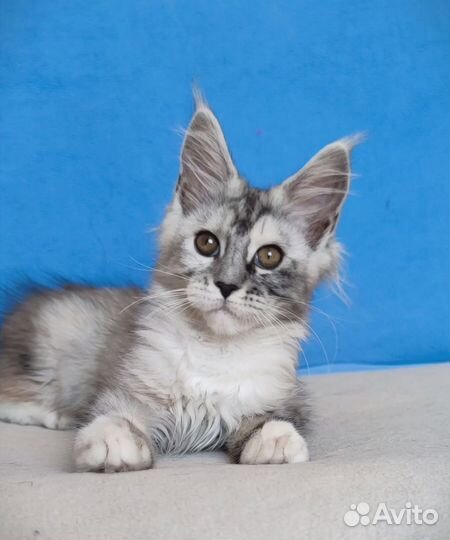 Мейн-кун черепаха-девочка