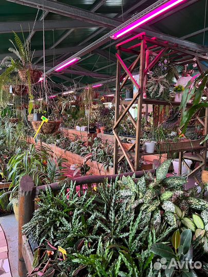 Прогулки, фотосессии, мастер-классы в оранжерее