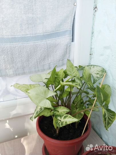 Комнатные растения