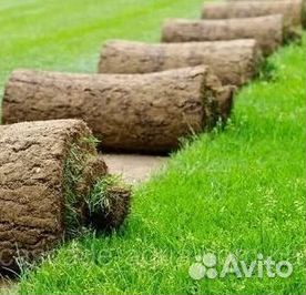 Рулонный газон