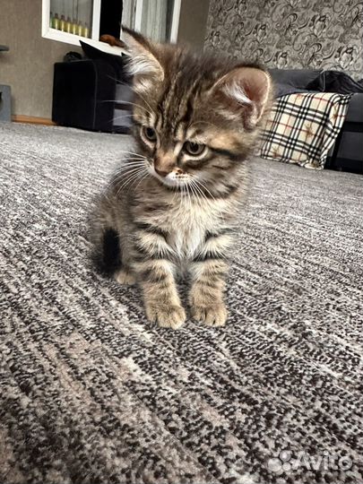 Котята