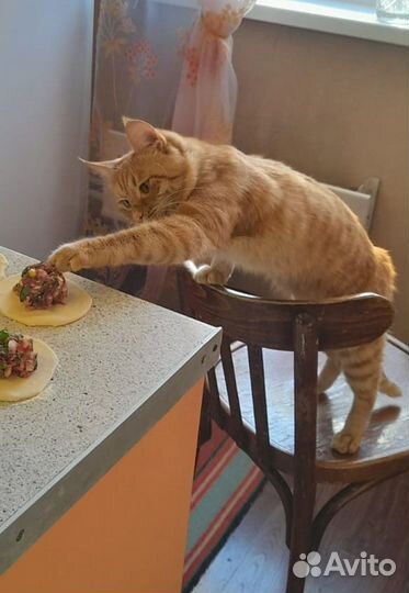 Кот сибирский вязка