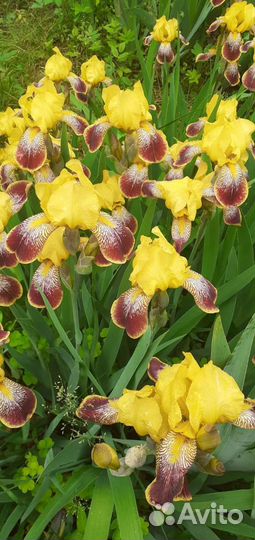 Садовые цветы