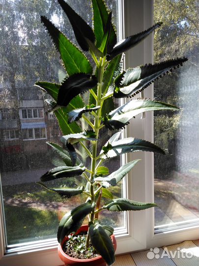 Каланхоэ лечебное