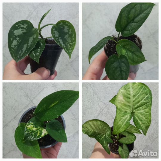 Сингониум, филодендрон, сциндапсус и др