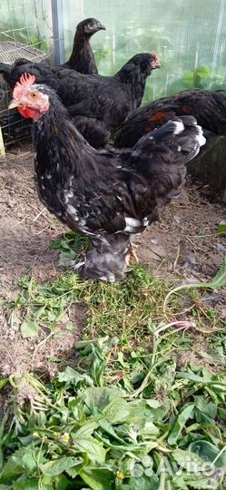 Леггорн далматинец, карликовый кохинхин