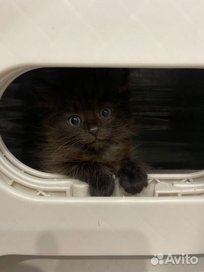 Кошка, котенок