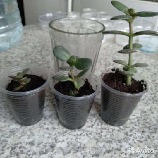 Толстянка / крассула / денежное дерево