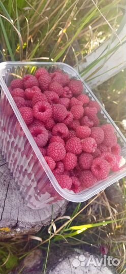 Ремонтантная малина