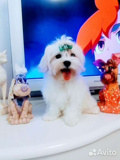 Мальтийская болонка щенки. Мальтезе щенки мини
