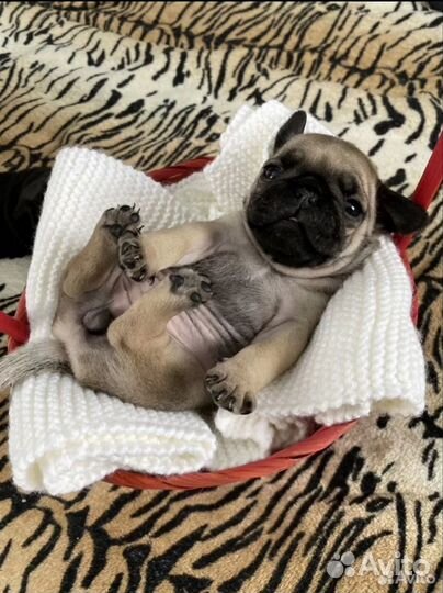 Щенок мопса