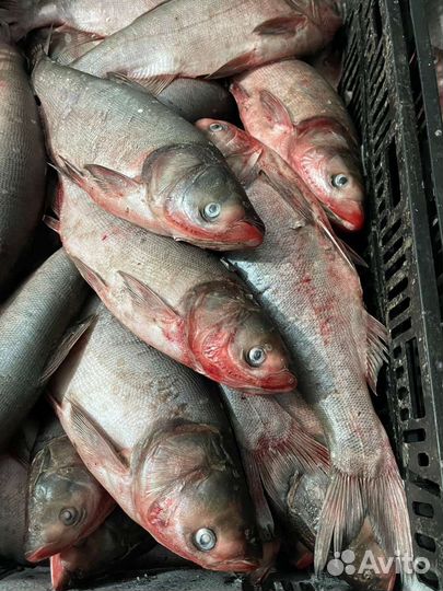 Рыба Толстолобик беляк свежемороженный оптом