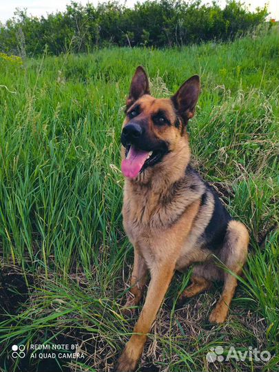 Вязка немецкая овчарка