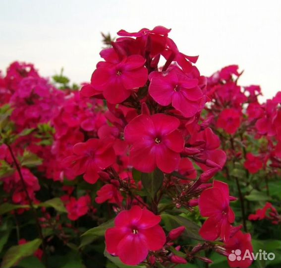 Сортовые Флоксы