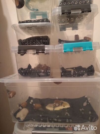 Улитки ахатины, архи