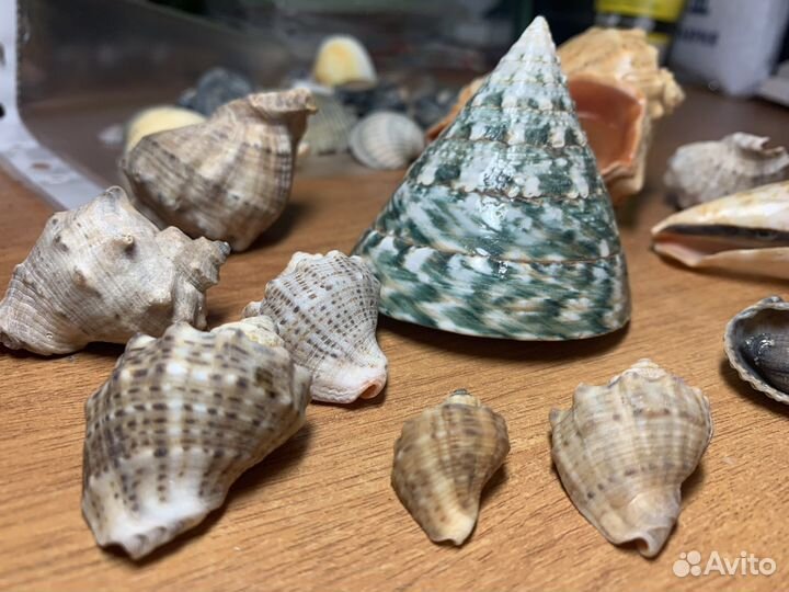 Ракушки для аквариума