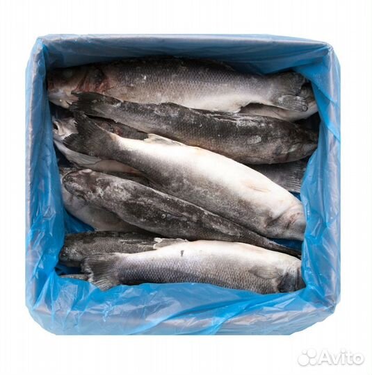 Сибас тушка с головой н/р / 300-400 гр