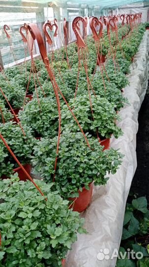 Ампельная хризонтема