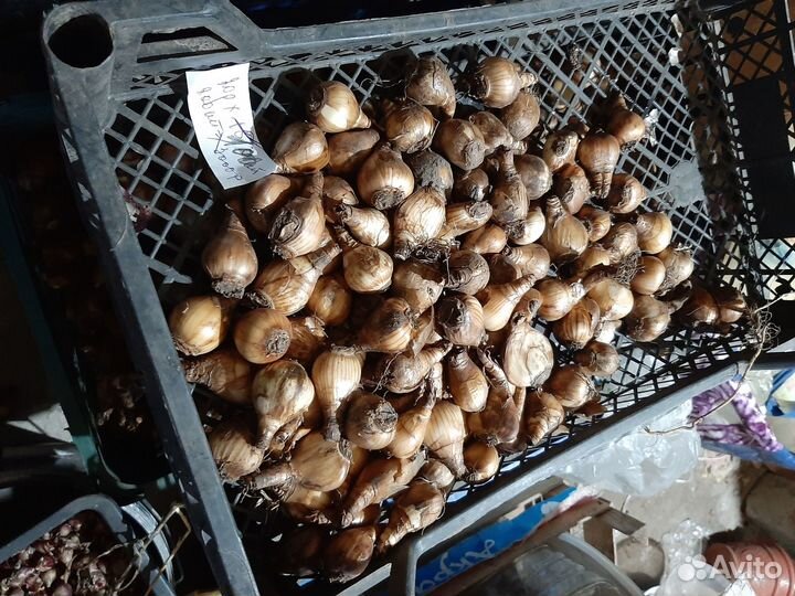 Луковицы нарциссов