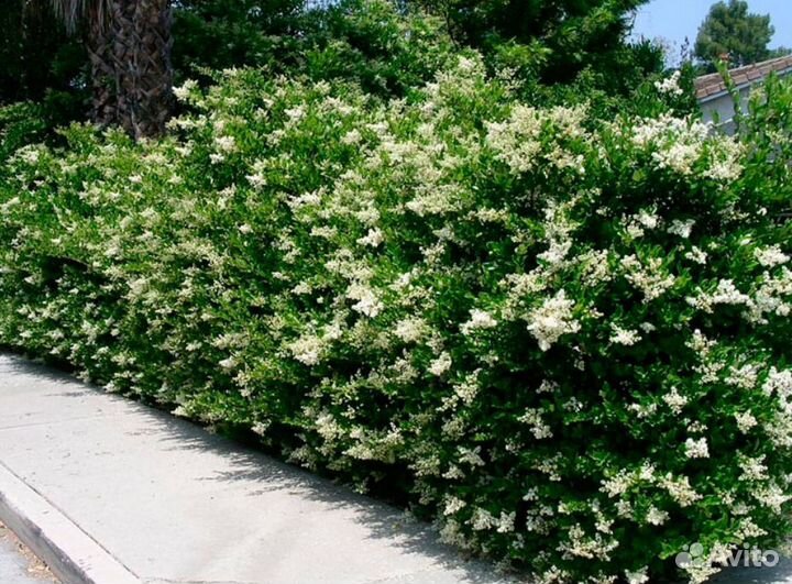 Бирючина саженцы для изгороди окс