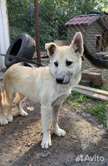 Щенок-метис лайки, 3,5 месяца