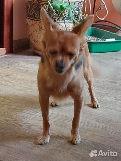 Той-терьер приглашает на вязку