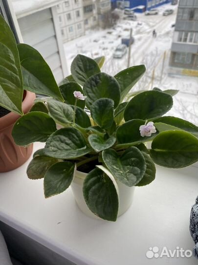 Фиалка, спатифиллум, диффенбахия, фикус, герань