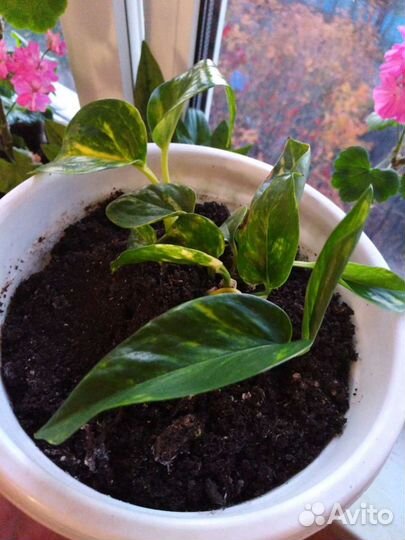 Сциндапсус (эпипремнум)