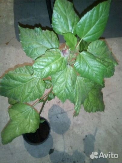 Гибискус махровый красный