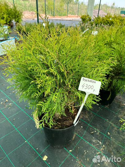 Туя западная 