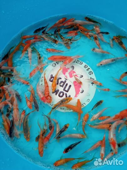 Карп Кои Премиум Ямабуки Кохаку Санке Хи утцури