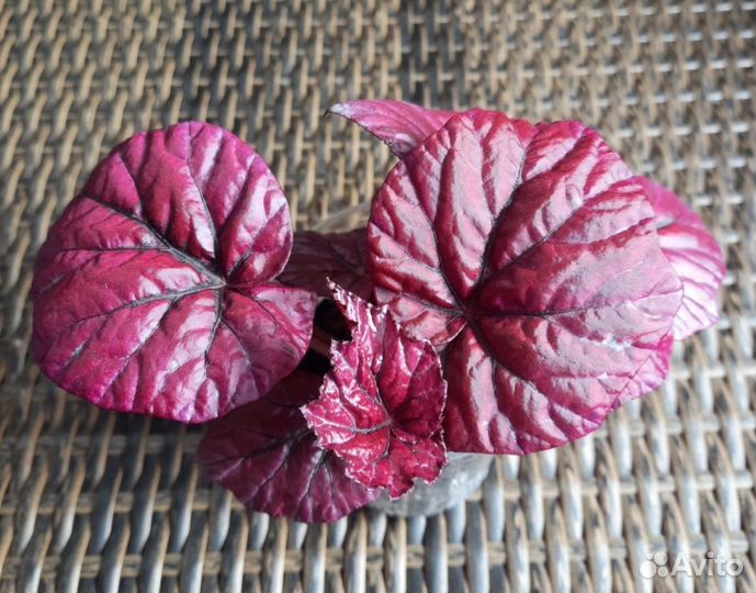 Бегония Инка Файер декоративно лиственная