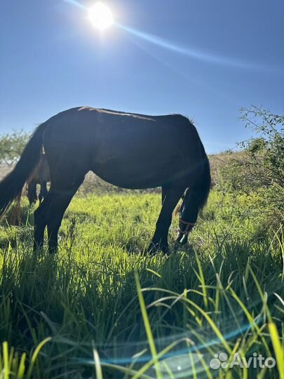 Конные прогулки, фотосессии