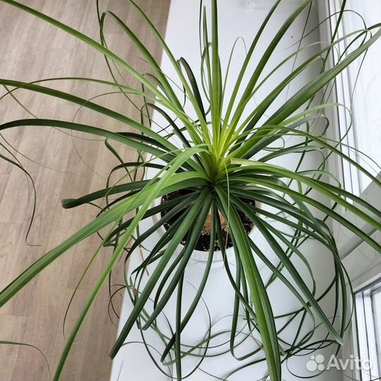 Бутылочное дерево нолина(бокарнея).крупная