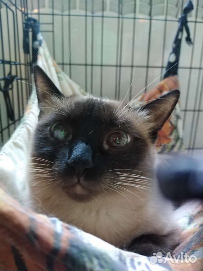 Тайская кошка