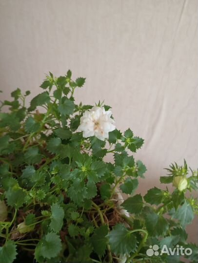 Кампанула жених и невеста махровые