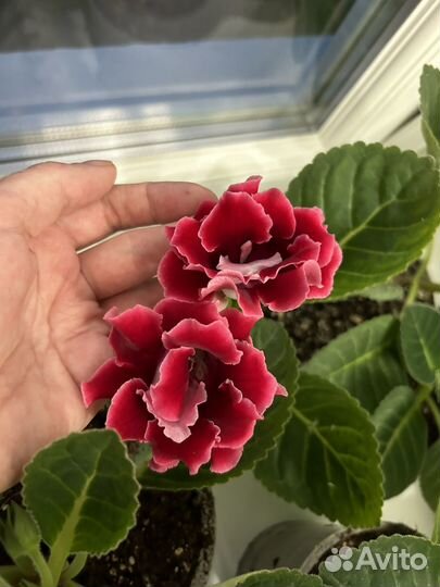 Глоксиния махровая