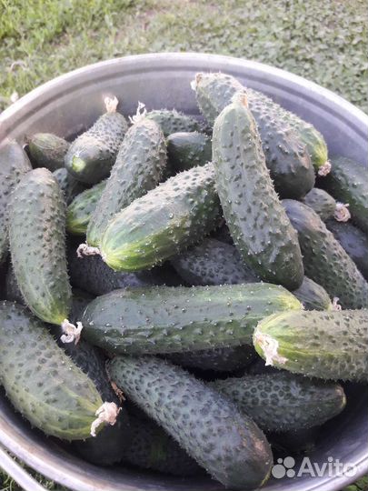 Сызранские томаты и огурцы