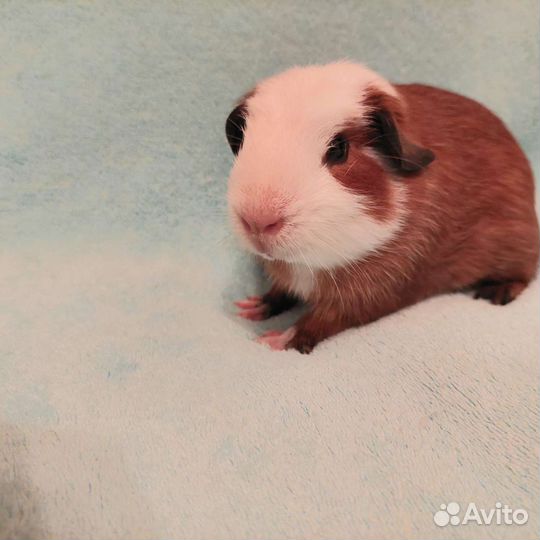 Морские свинки мальчик цветной крестед