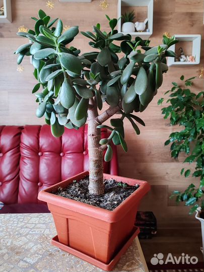 Денежное дерево