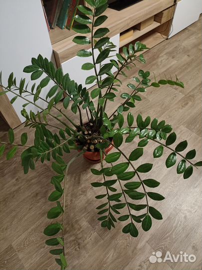 Замиокулькас, фикус