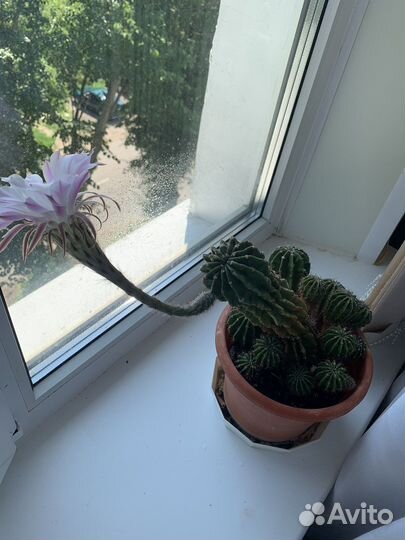 Кактус цветущий