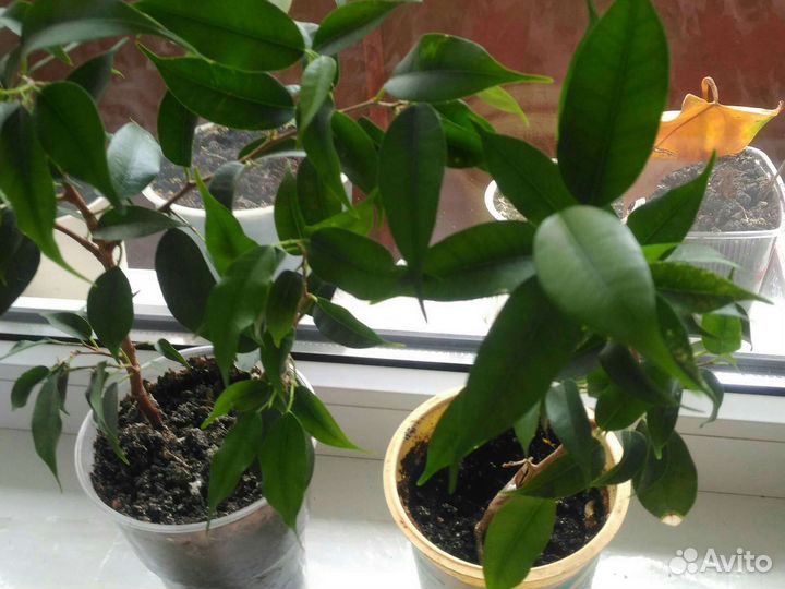 Продам цветы