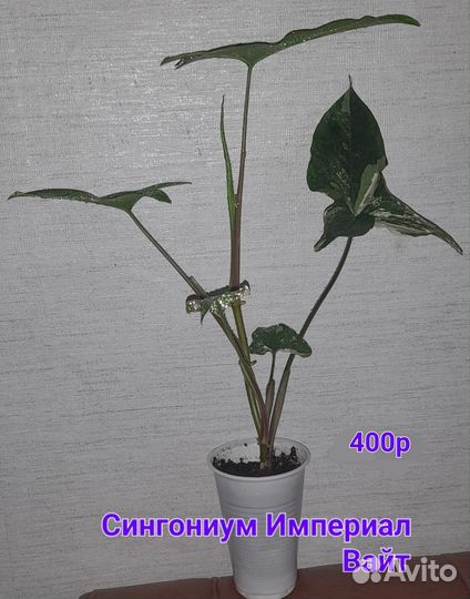 Комнатные растения, цветы