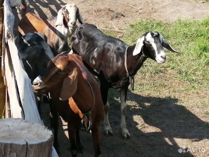 Нубийские козы