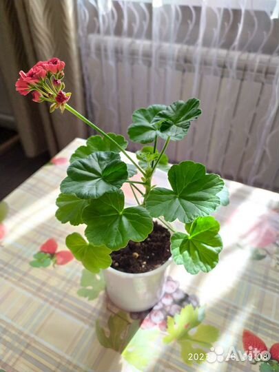 Пеларгонии сортовые pink и red