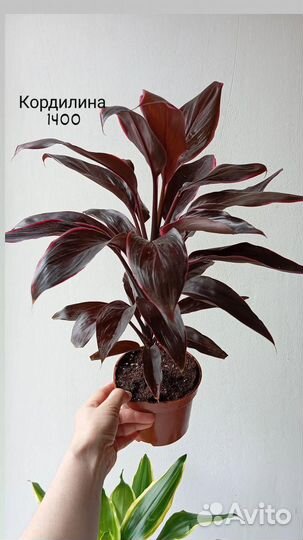 Экзотические комнатные растения