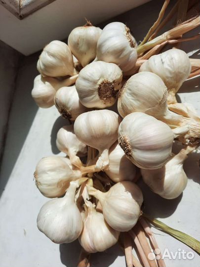 Чеснок на посадку